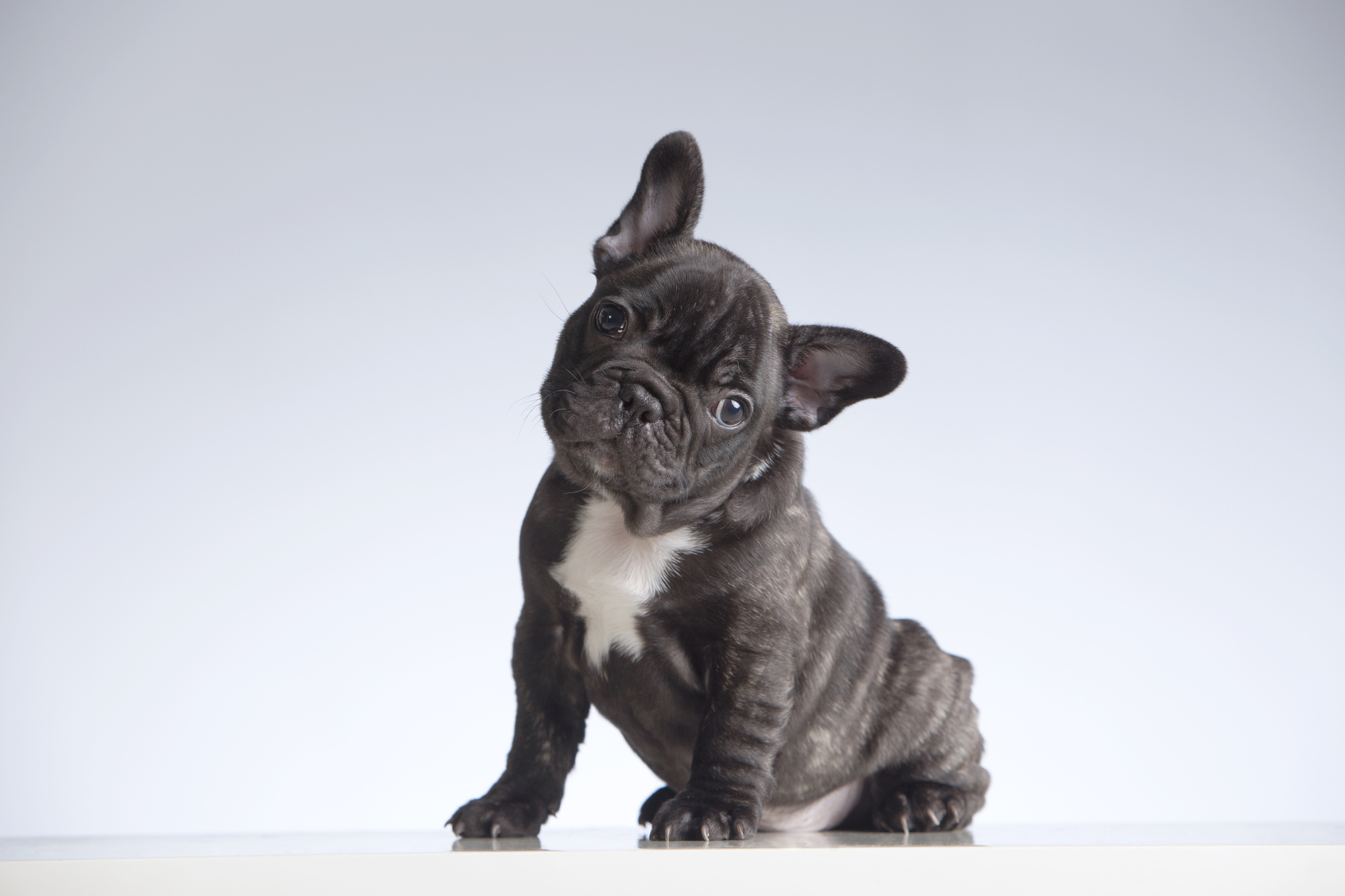 Jet black best sale french bulldog