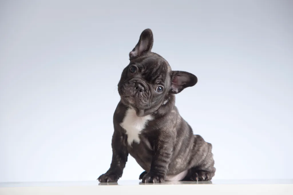 Black and white French Bulldog puppy cocking head