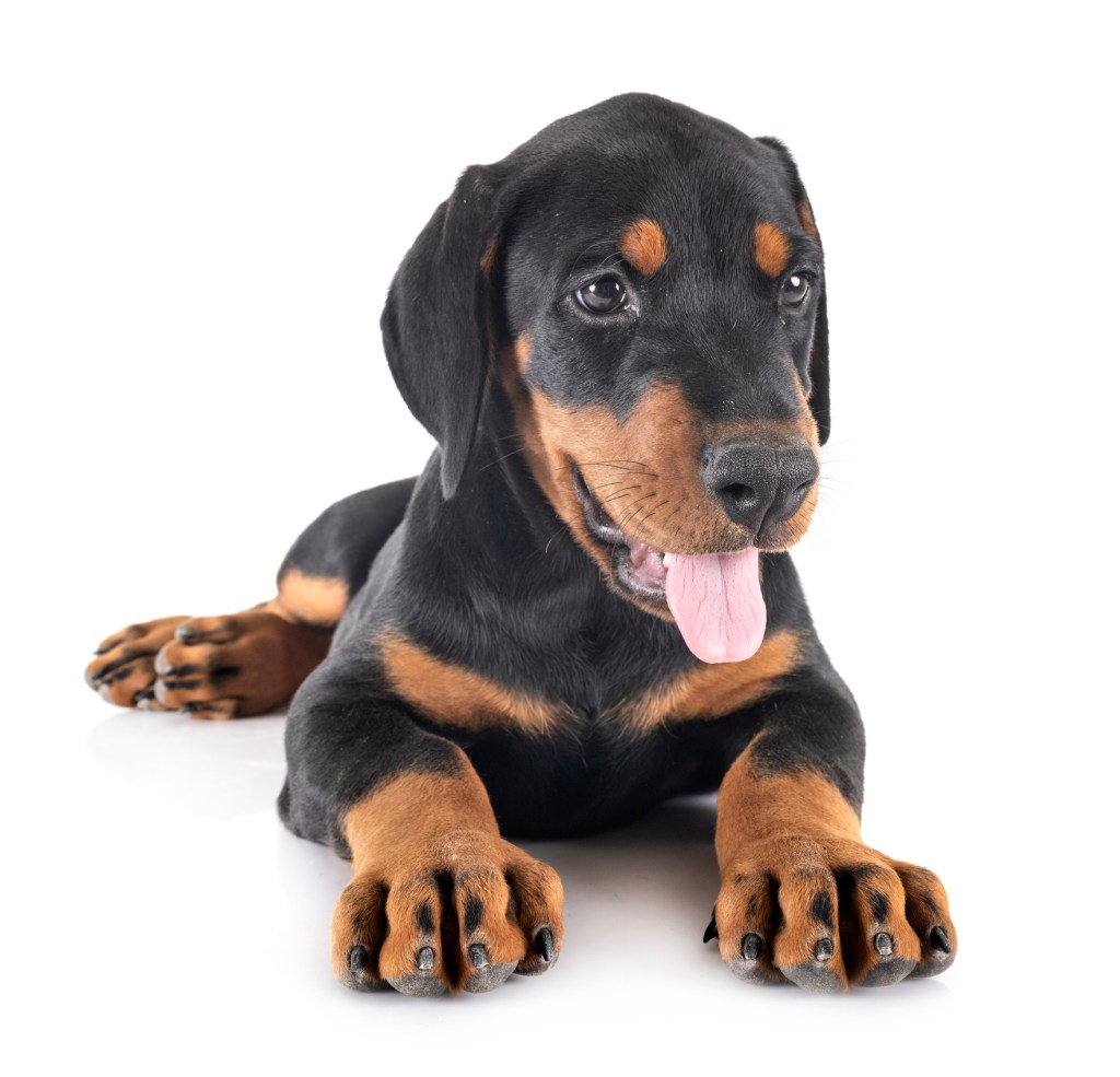 Doberman Pinscher puppy