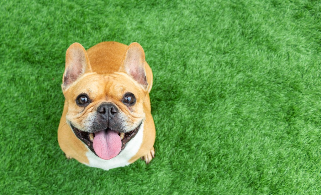 French Bulldog smiling on grass