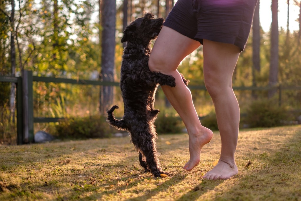 Small black dog humping the leg of a person wearing shorts in a backyard