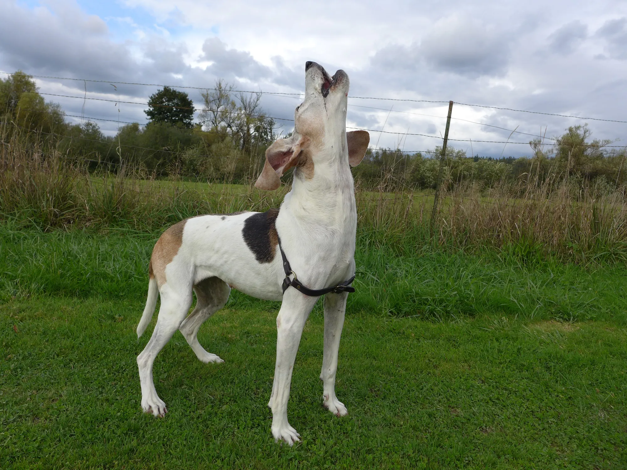 Tennessee fashion walker dog