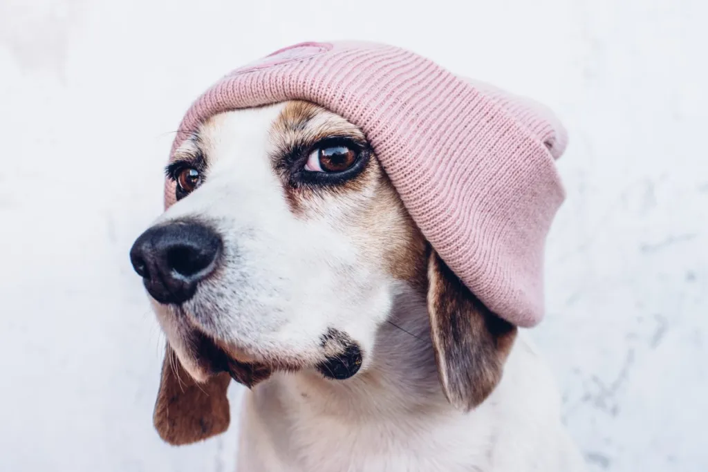 Adolescent Beagle dog in hipster pink woven hat looking at camera, being moody during teenage years.