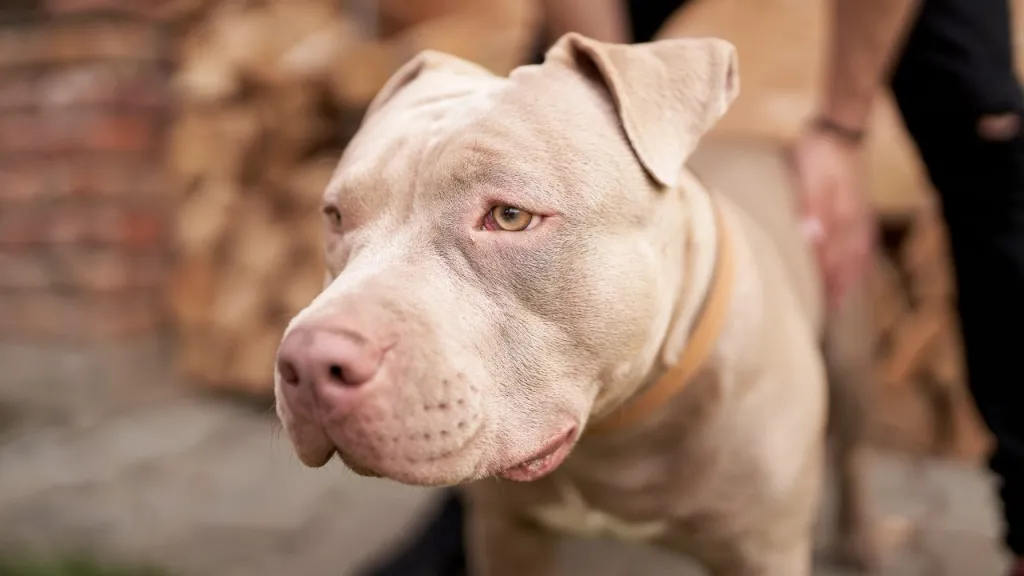 The American Pitbull Terrier is one of the dog breeds featured in John Wick.