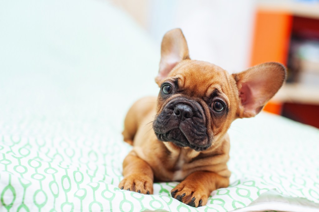 Brown French Bulldog puppy on bed