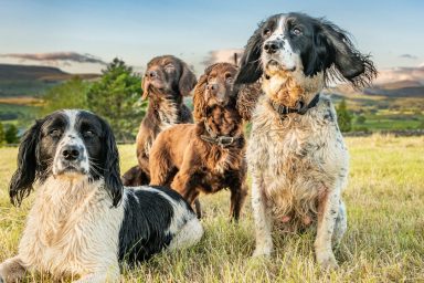 A group of one of the most popular medium dog breeds, spaniels, sit in a field.