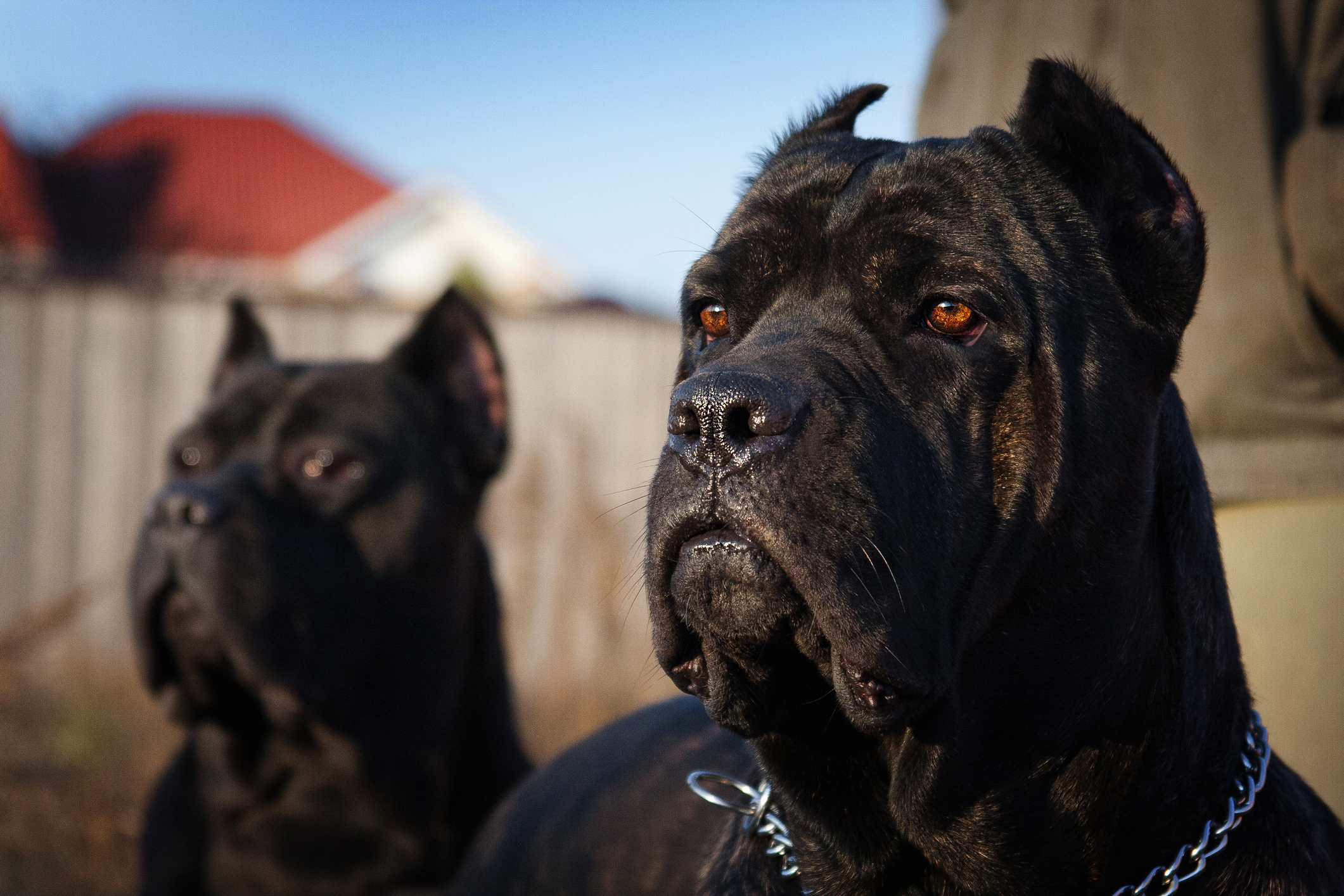 Cane Corso Dog Breed Information & Characteristics