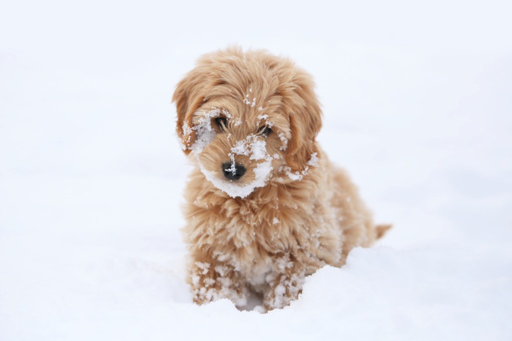 Cute Mini Goldendoodle Puppy With Snow On It's Face