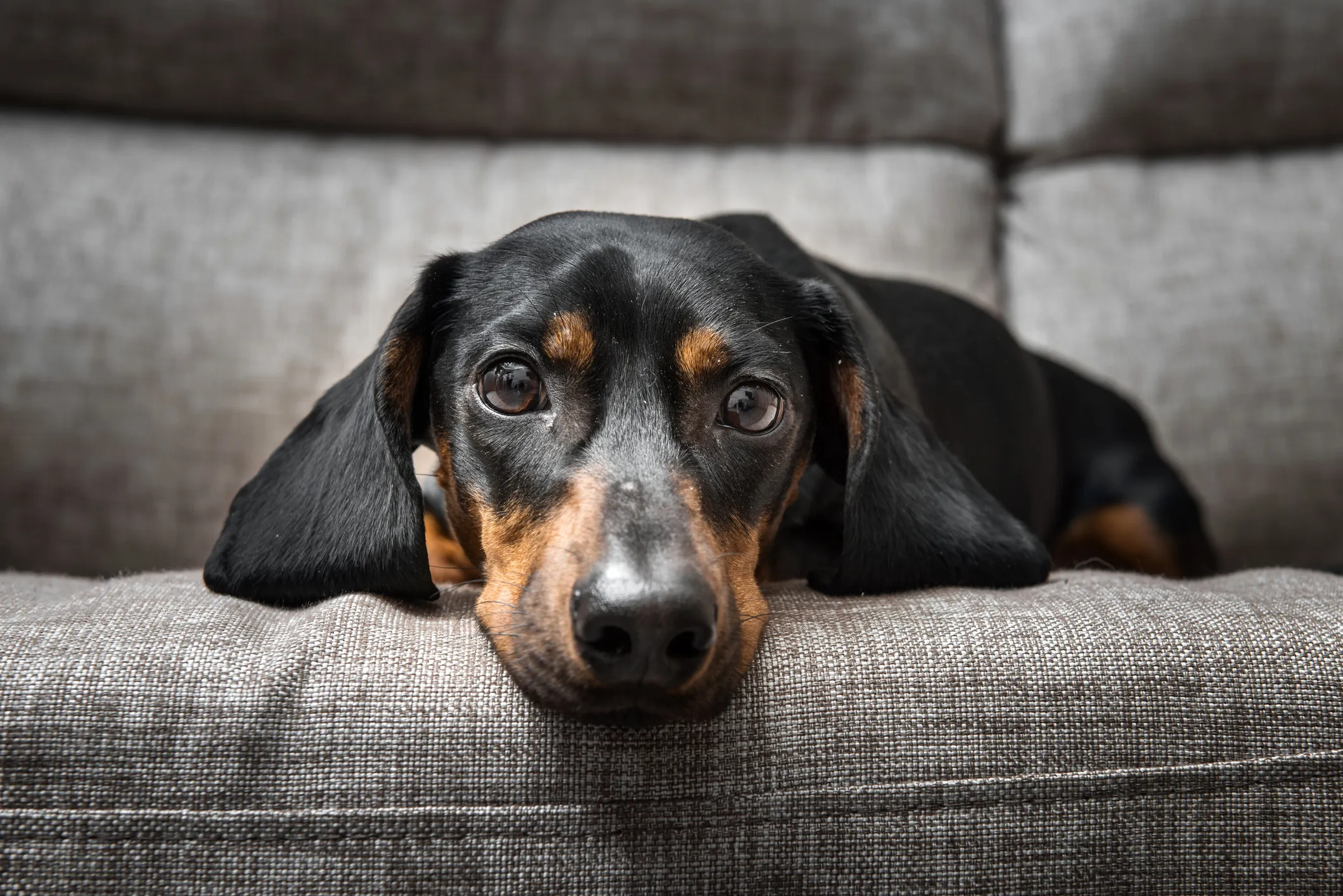 Show me a outlet sausage dog