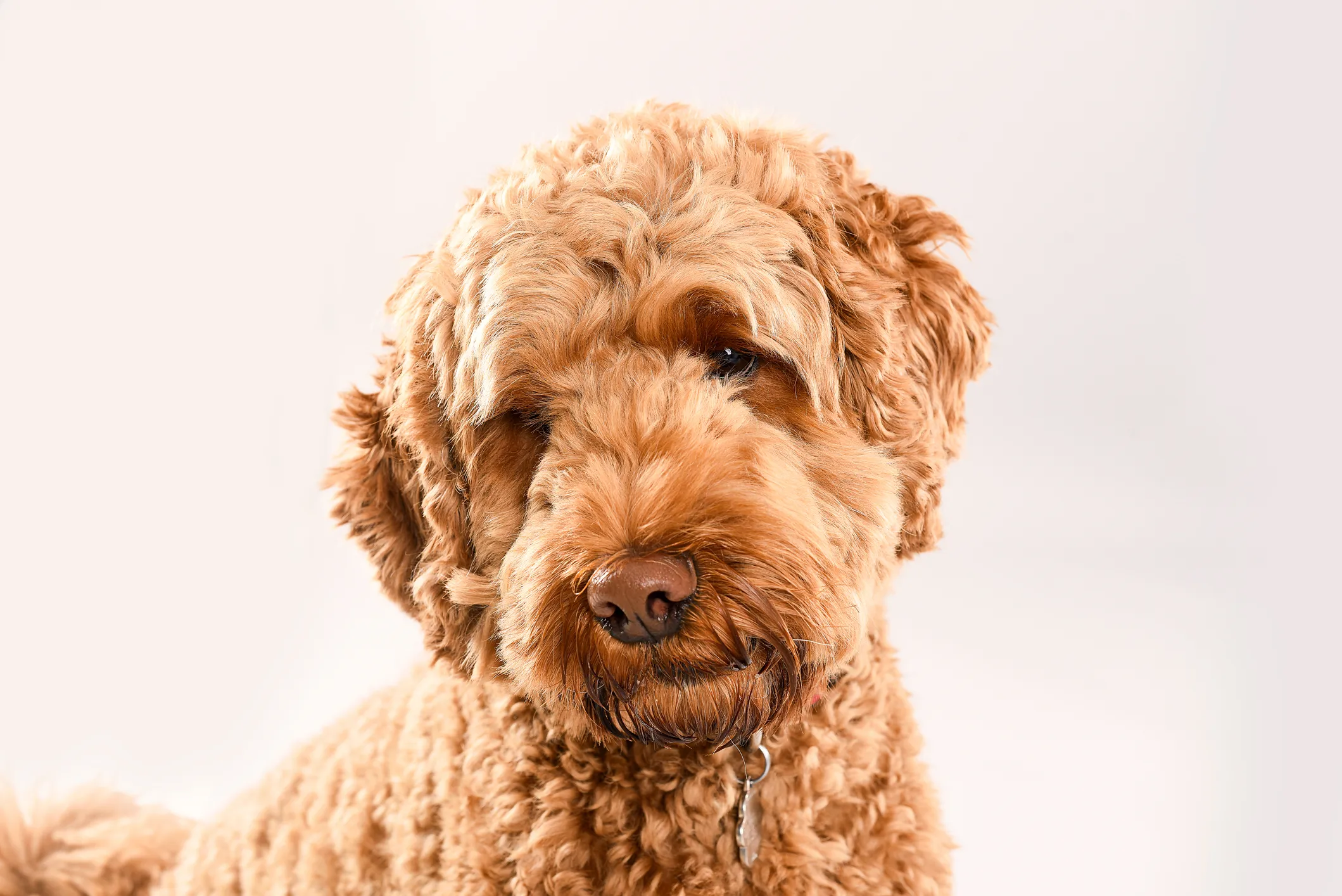 Goldendoodle temperament hot sale friendly