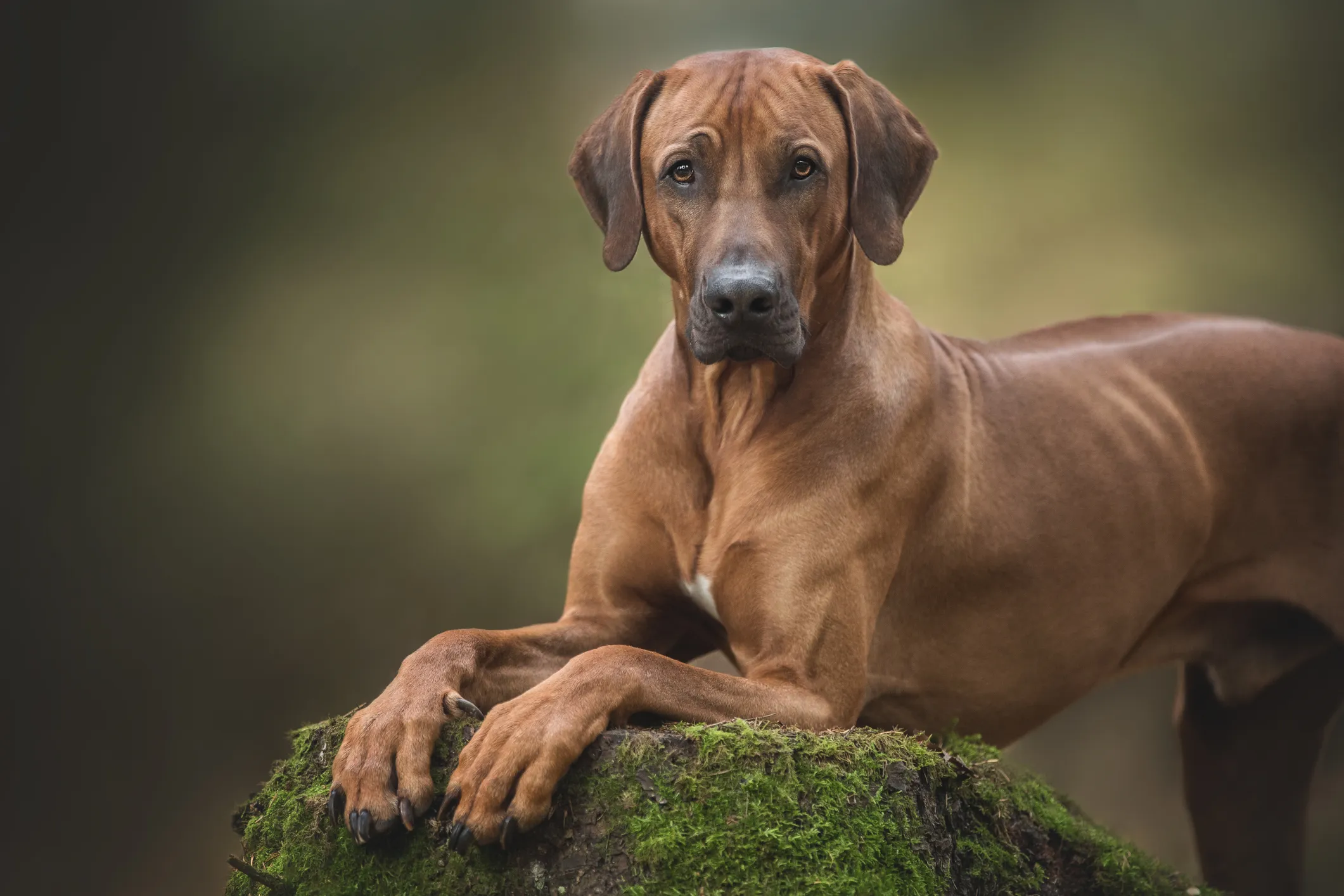 Do rhodesian ridgebacks 2024 have webbed feet