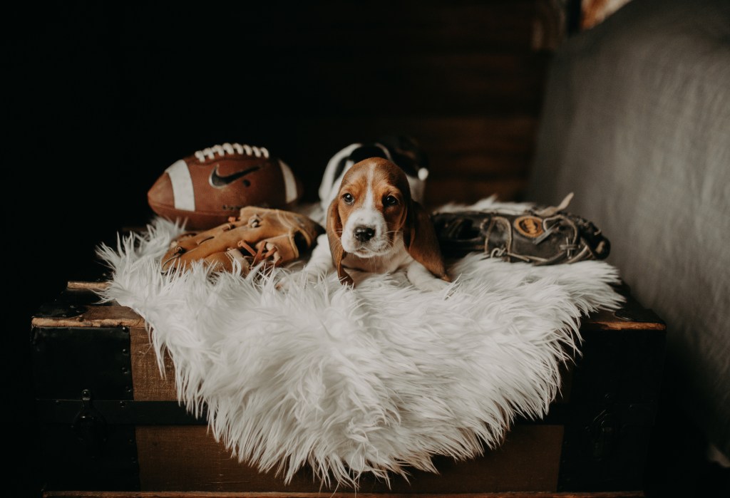 Basset Hound puppy on rug surrounded by sports equipment