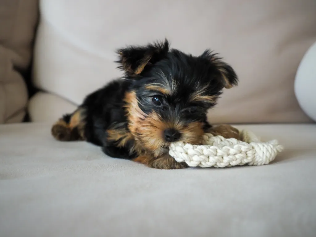 Yorkshire Terrier Yorkie puppy chewing on toy
