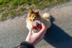 Shetland Sheepdog in front of a dog bait lure made of sausage