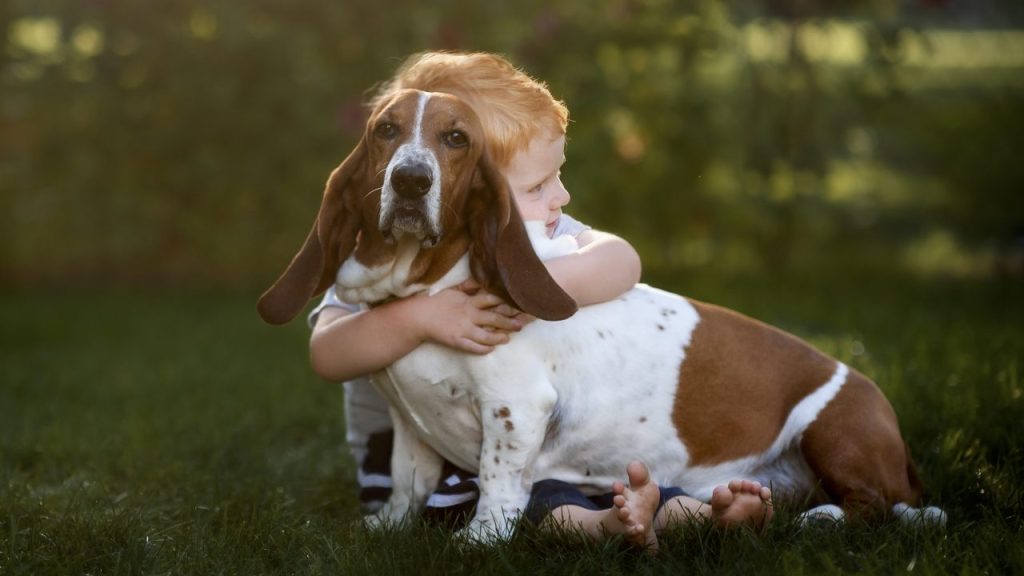 A Basset Hound being hugged by a young boy.