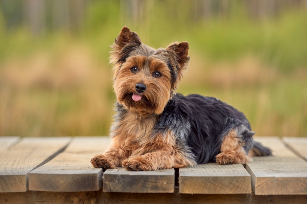 Yorkshire Terrier posing in the Averbode Forest