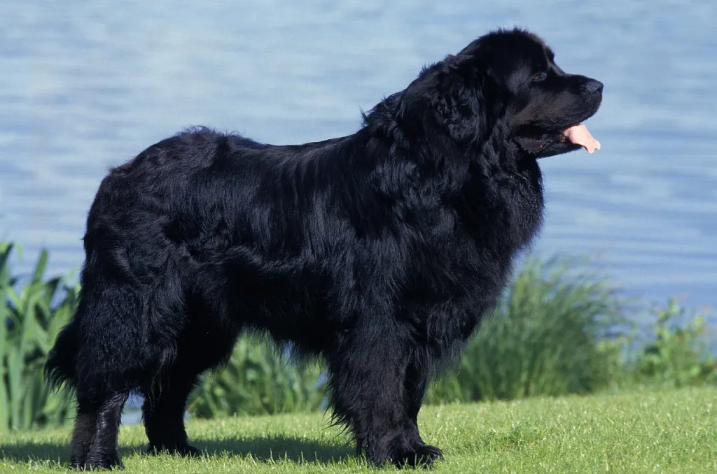 Newfoundland standing on grass