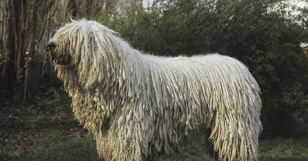 Komondor Dog Breed Information & Characteristics