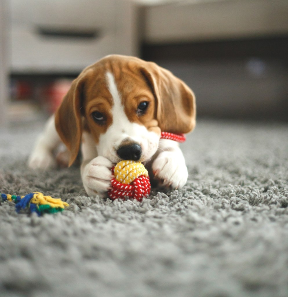 Beagle puppy chewing on toy