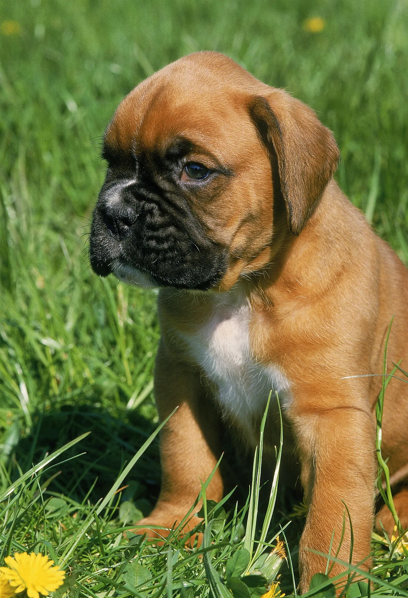 Cute baby boxer sales puppies