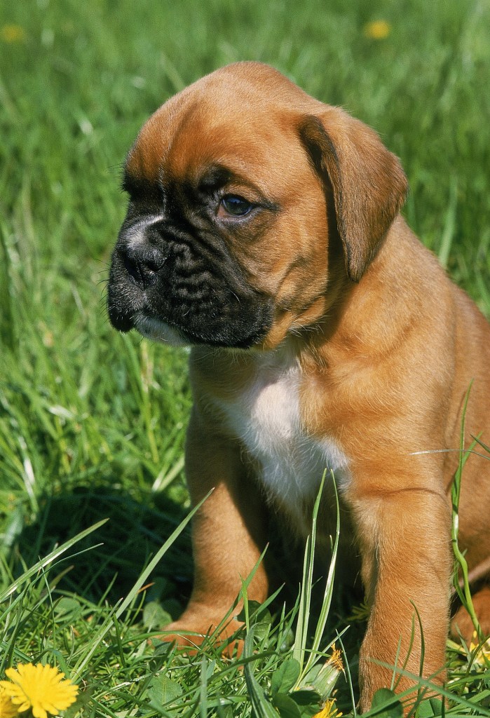 Boxer puppy sitting in grass