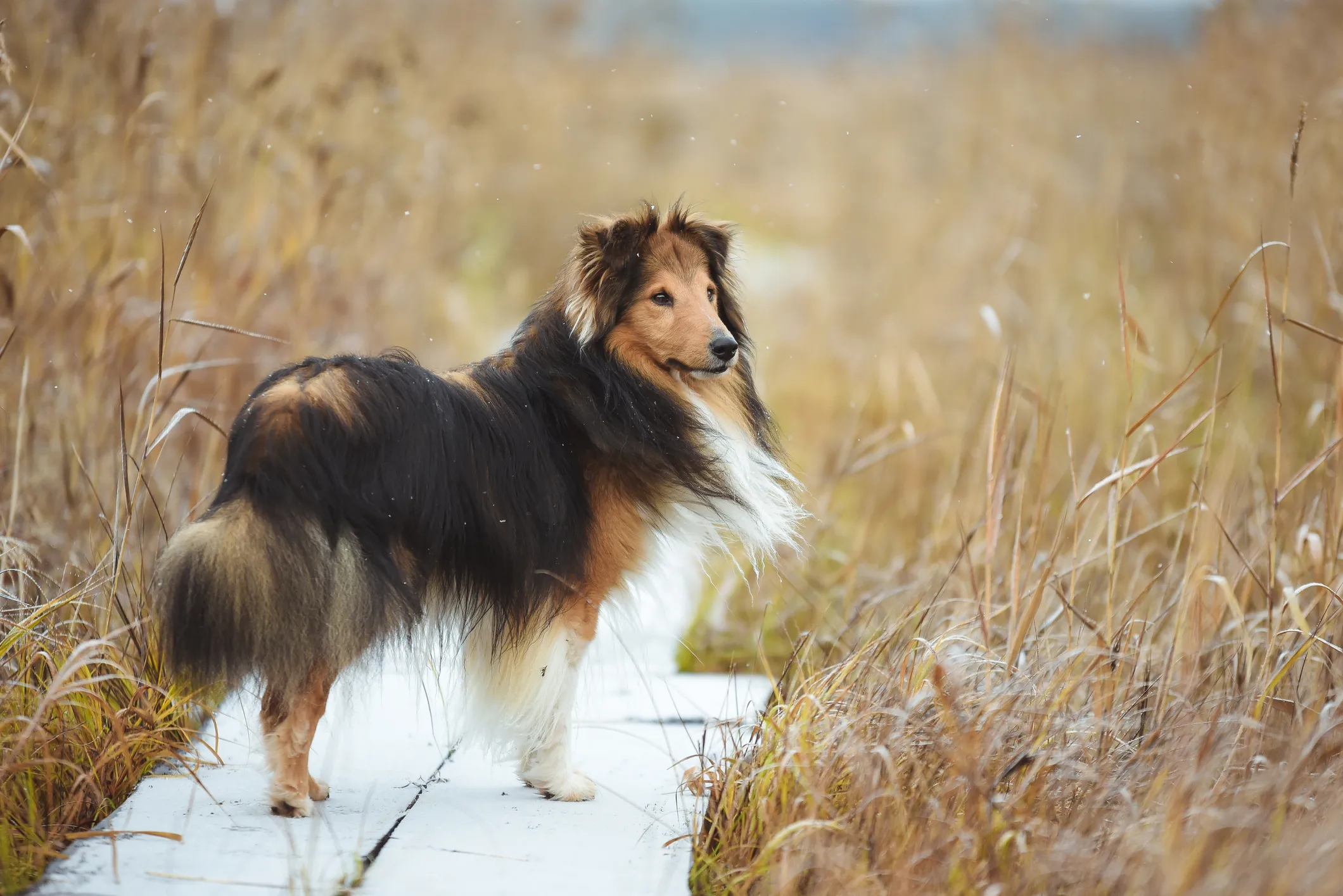 Shetland sheepdog near store me