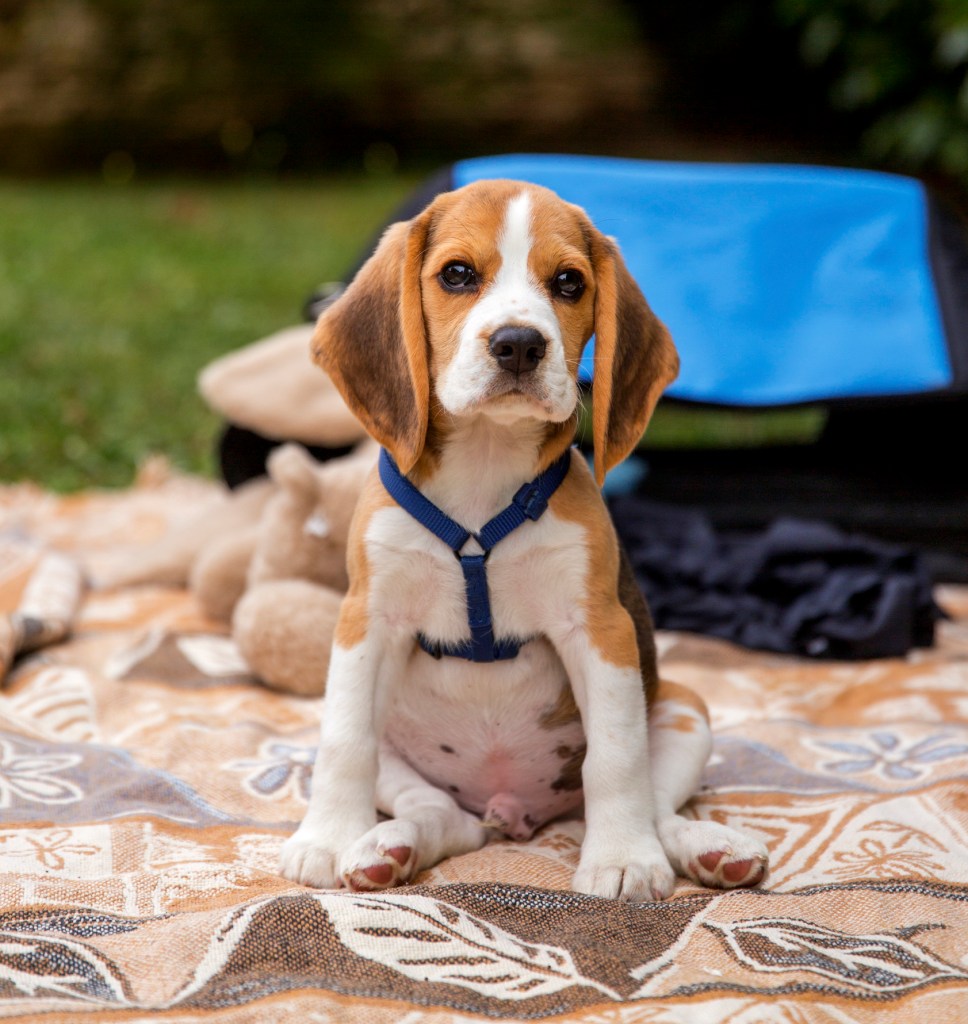 Beagle puppy with harness sitting on blanket