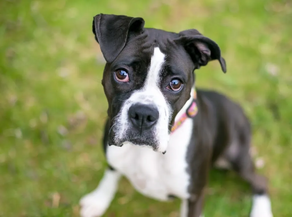 black and white boxer pit mix