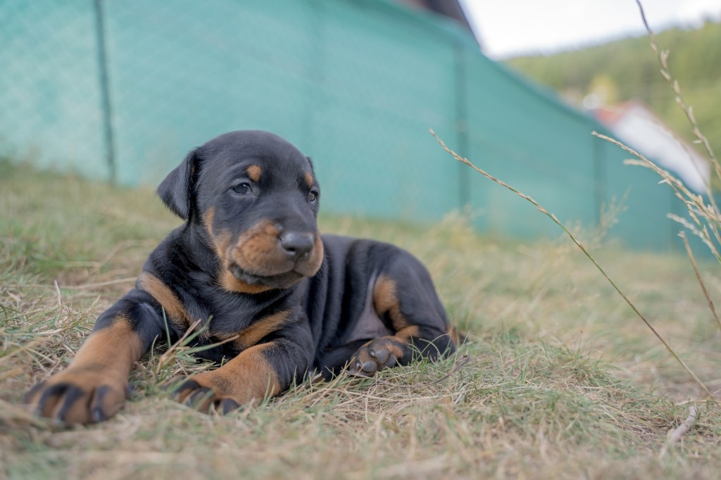 Doberman Pinscher puppy