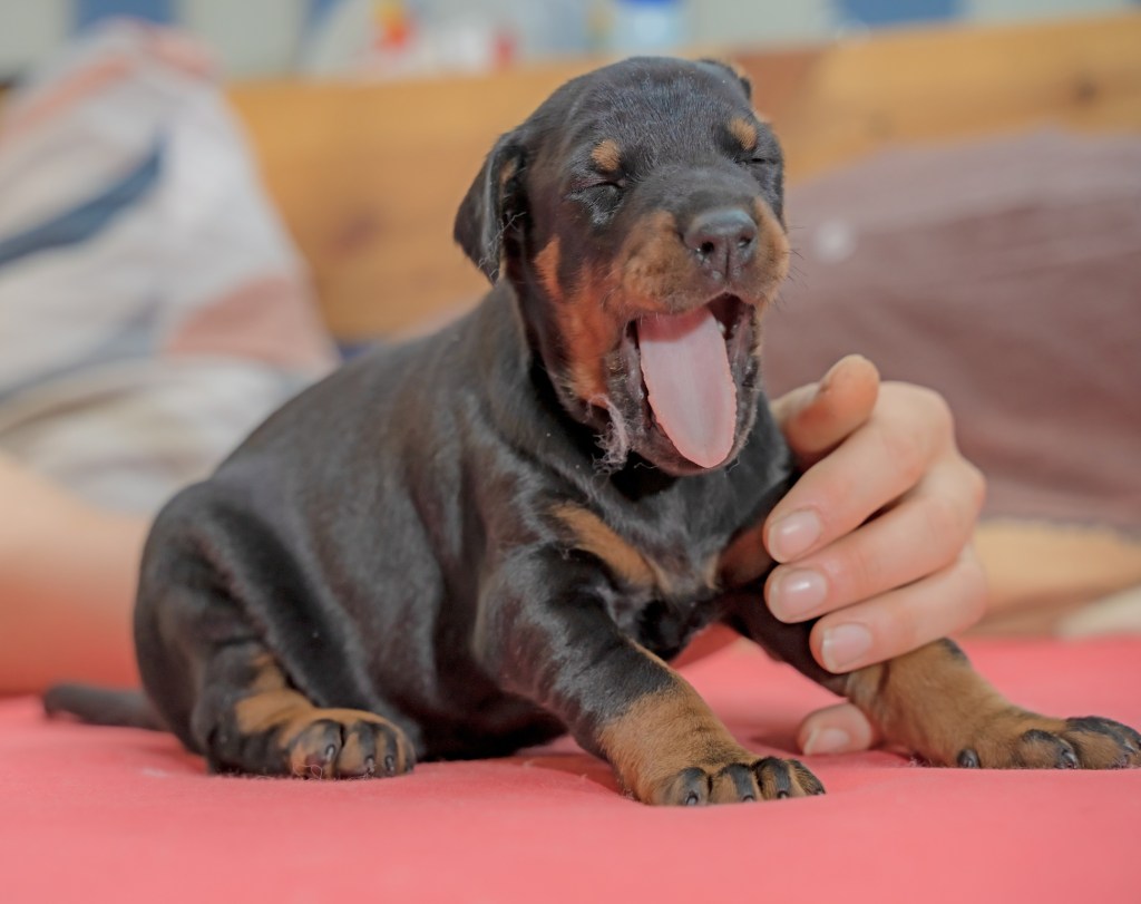 Doberman Pinscher puppy yawning