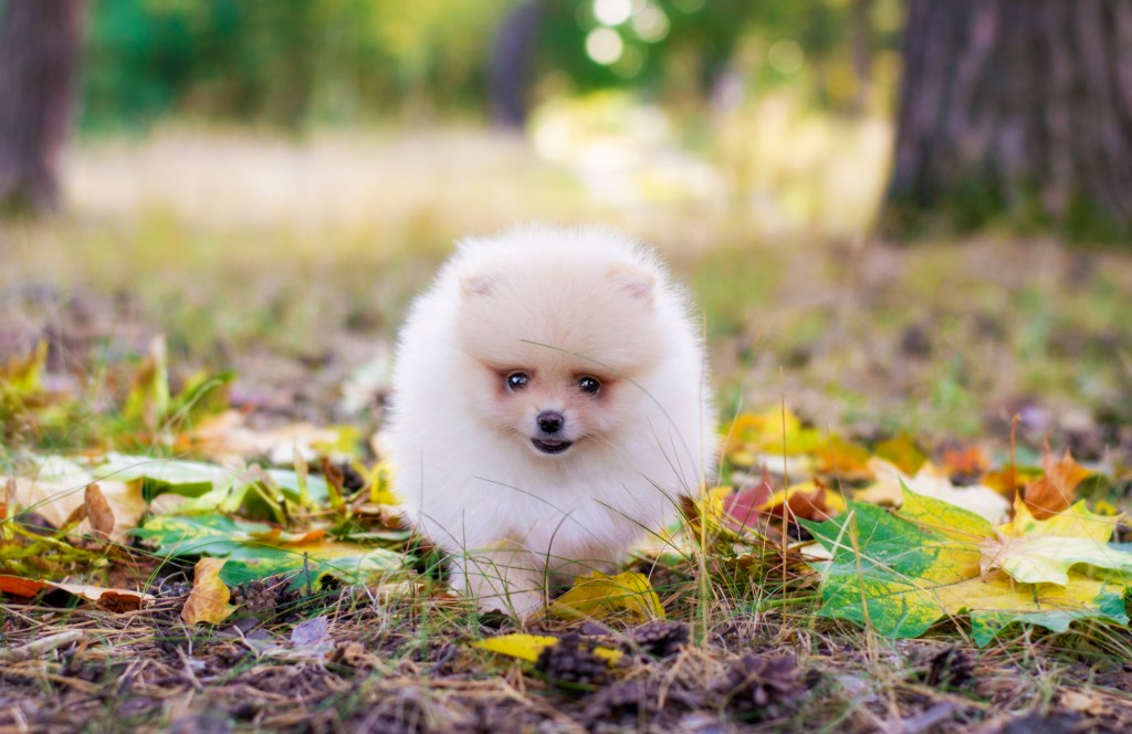 Pomeranian puppy in woods