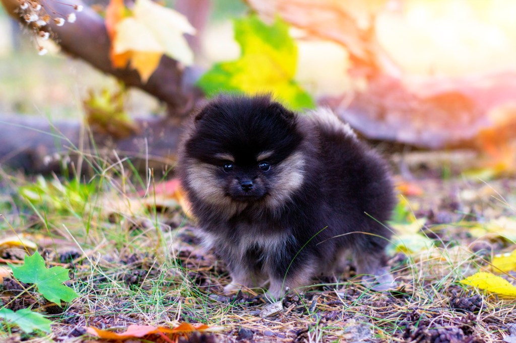 Pomeranian puppy in forest