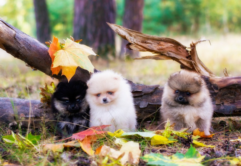 Pomeranian puppies in forest