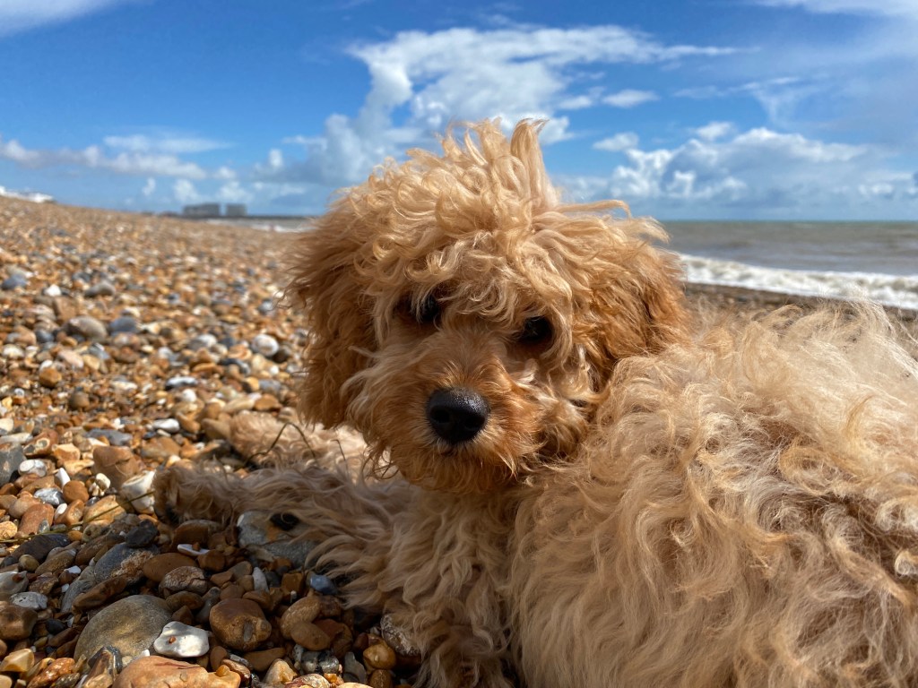 Cavapoo puppy on rocky beach
