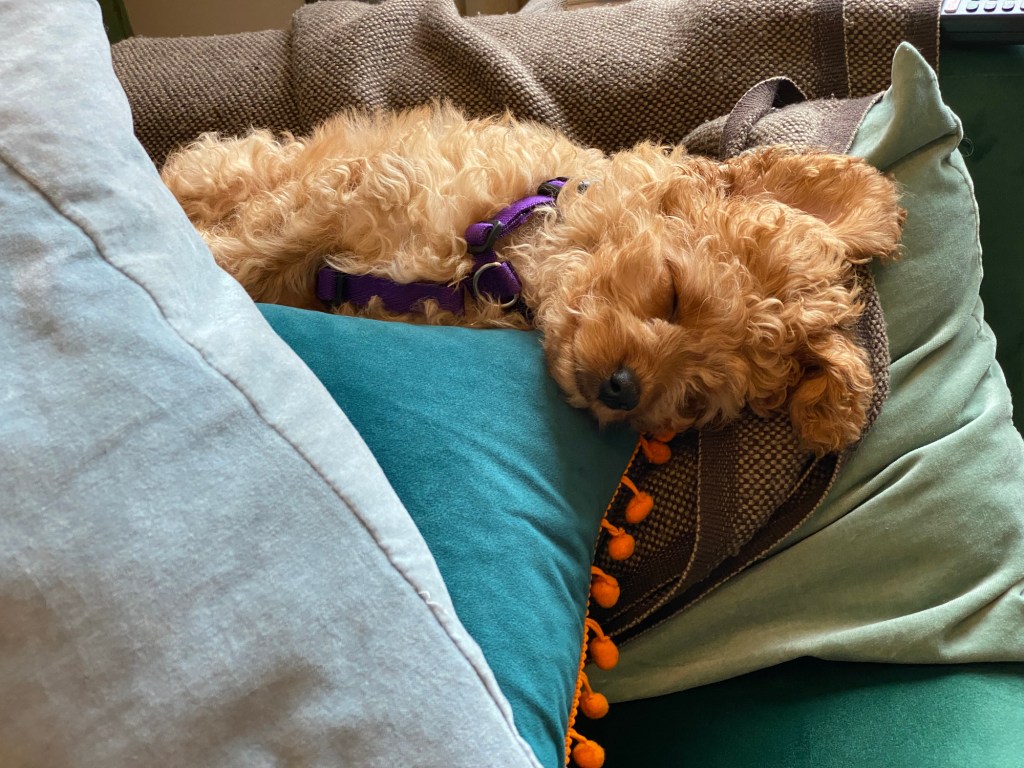 Cavapoo puppy sleeping on couch