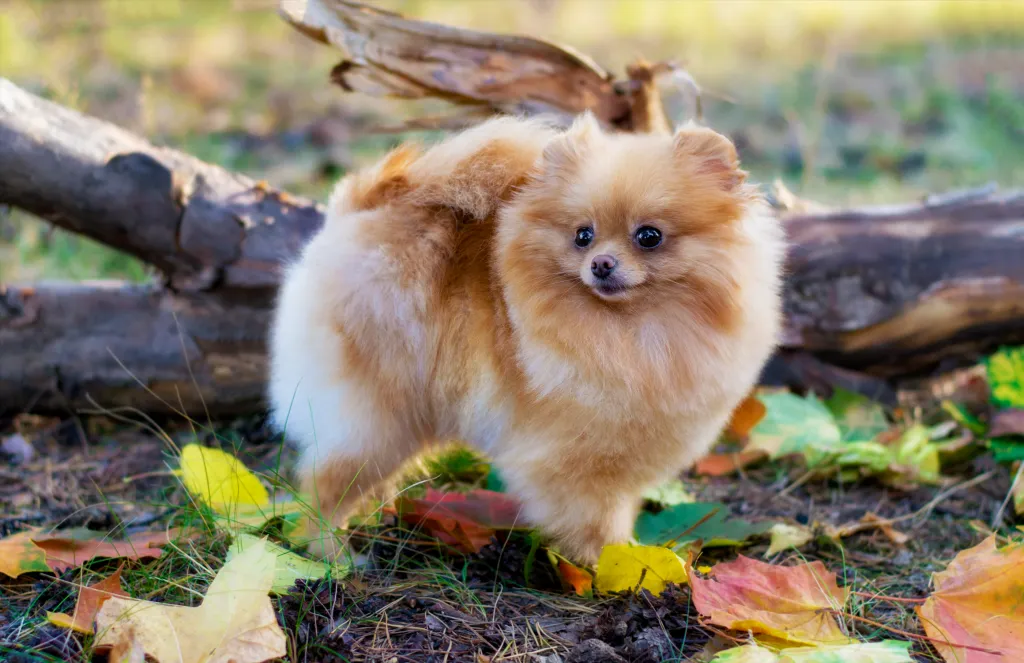 Pomeranian puppy in park