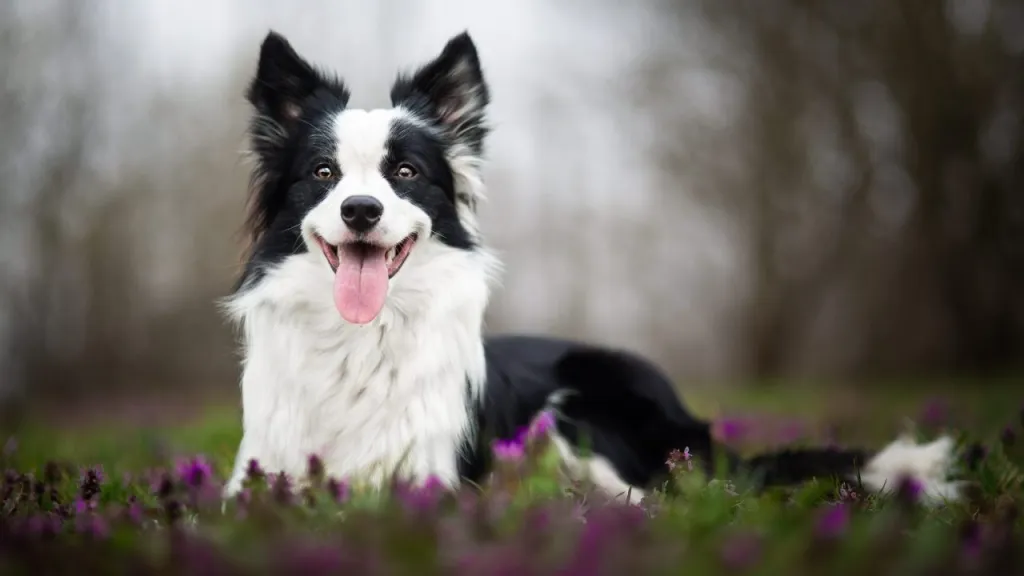 A black and white Border Collie lying in a field of purple flowers.
