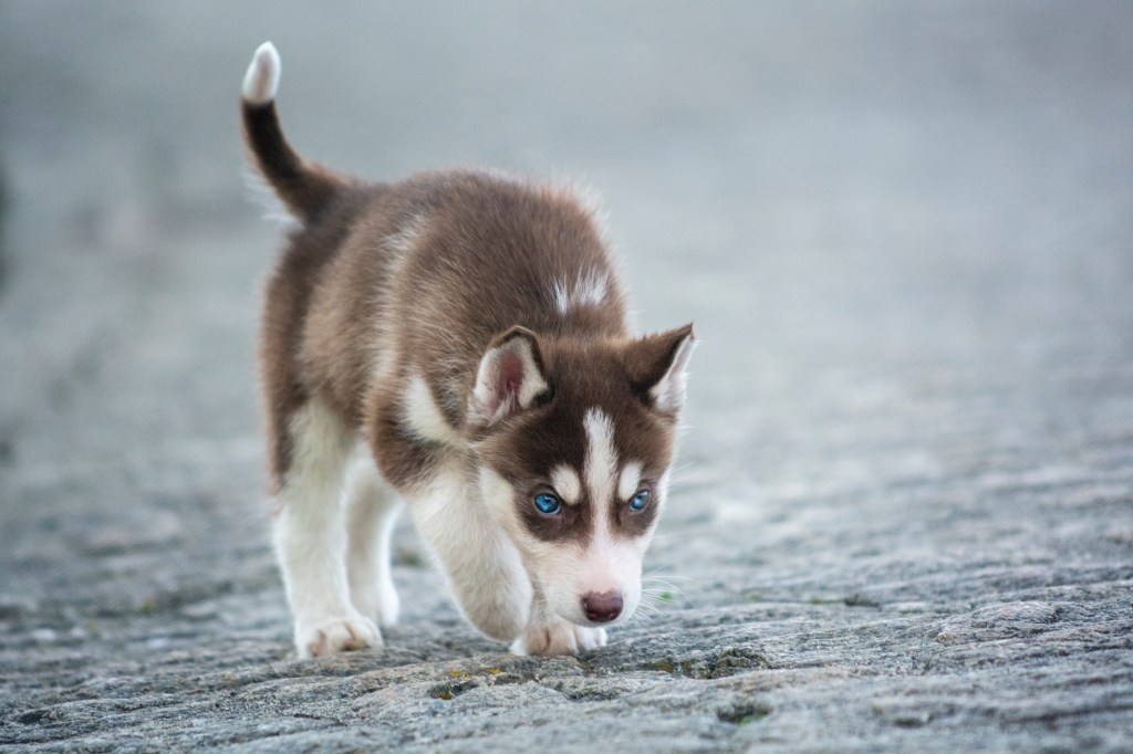 really cute baby husky puppies