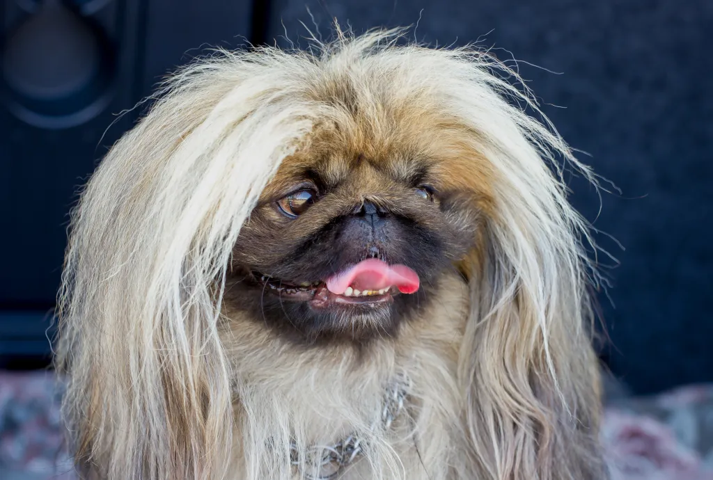 Dog breed Pekingese close-up portrait