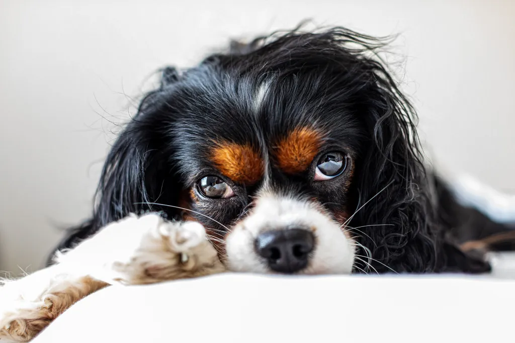 close-up of the Cavalier King Charles Spaniel dog breed