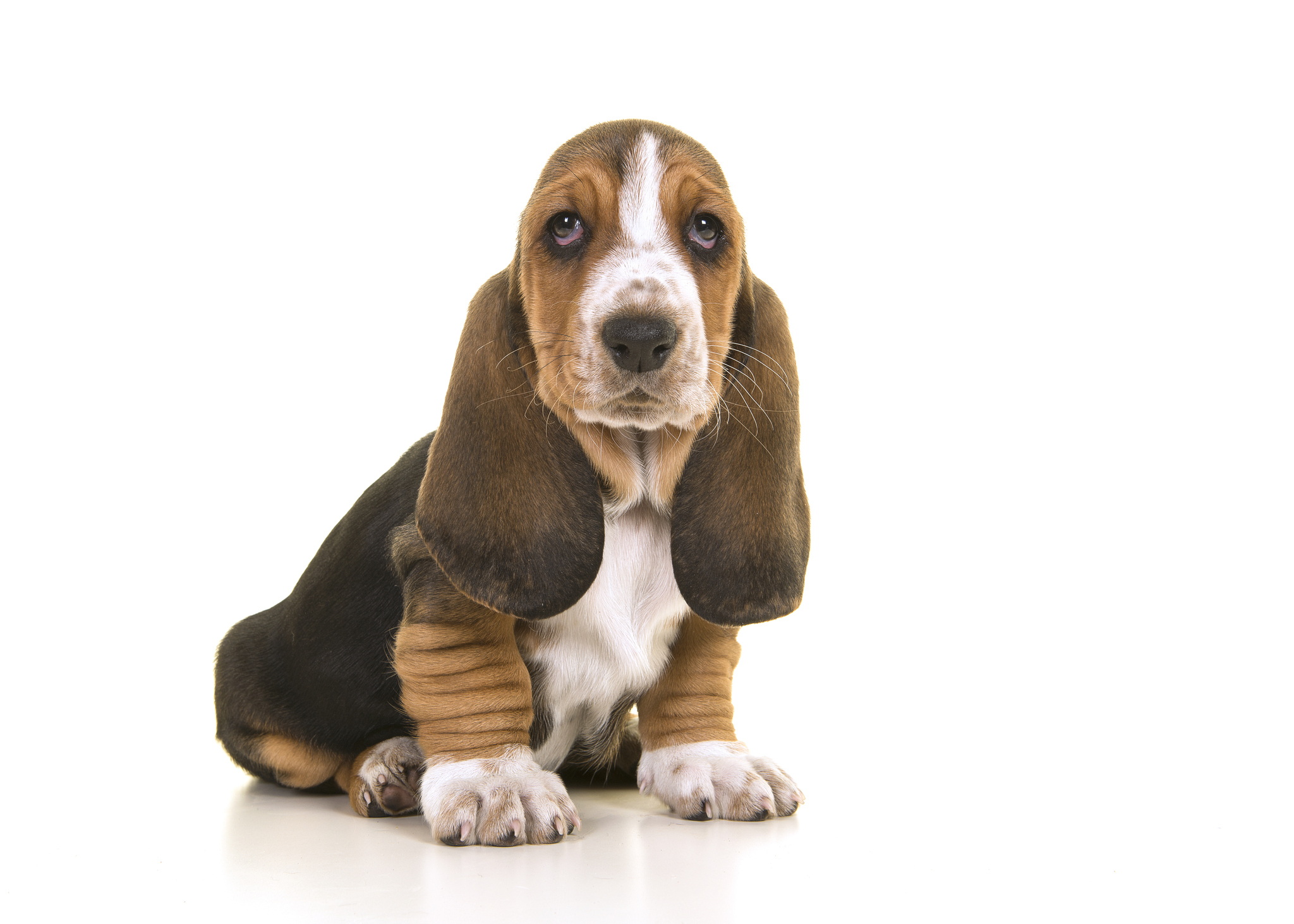 Basset Hound Puppy Pictures and Facts