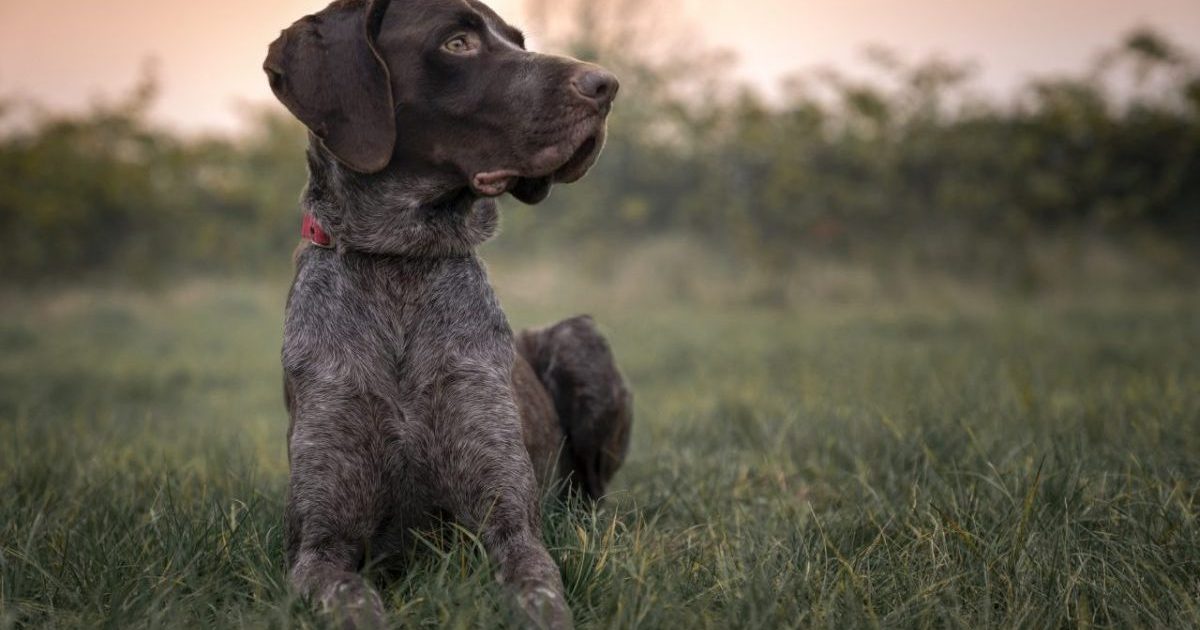 German Shorthaired Pointer at sunset