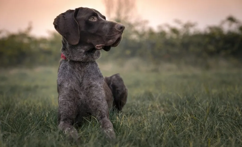 German Shorthaired Pointer at sunset
