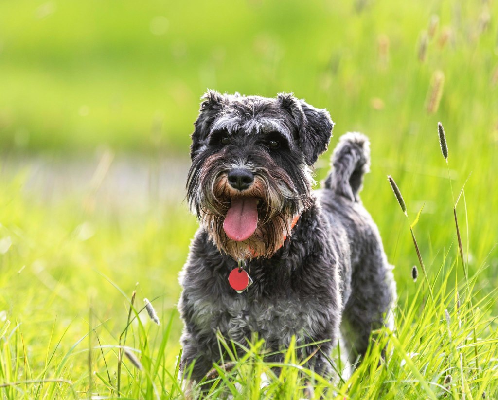 Miniature Schnauzer on grass