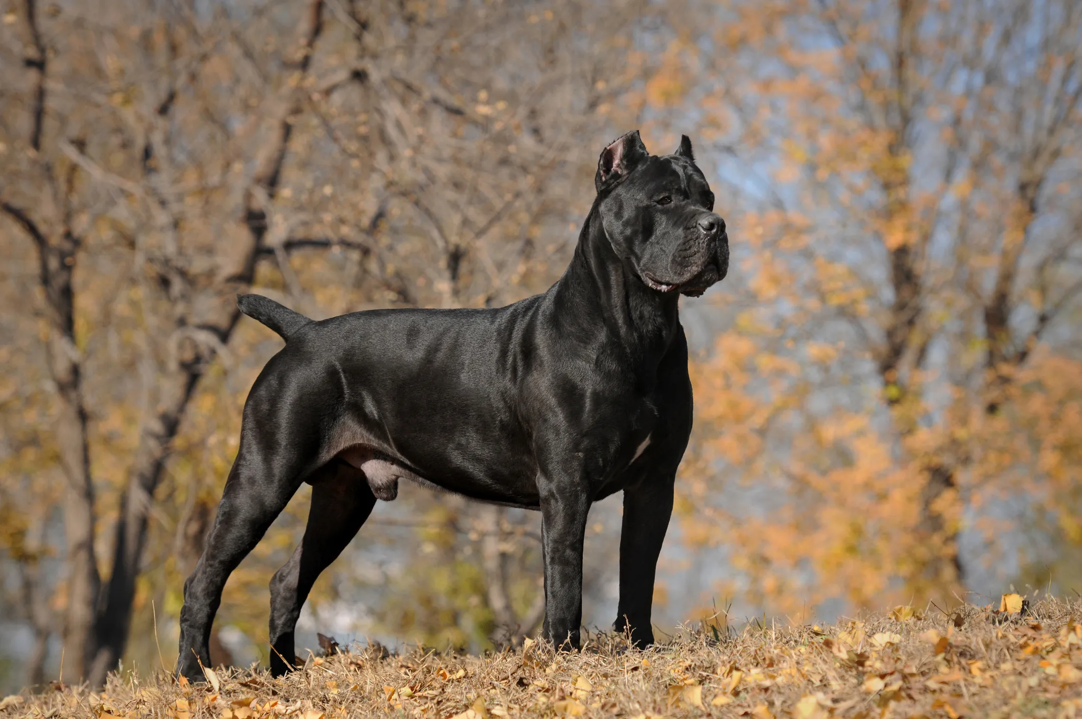 Full grown store cane corso mastiff