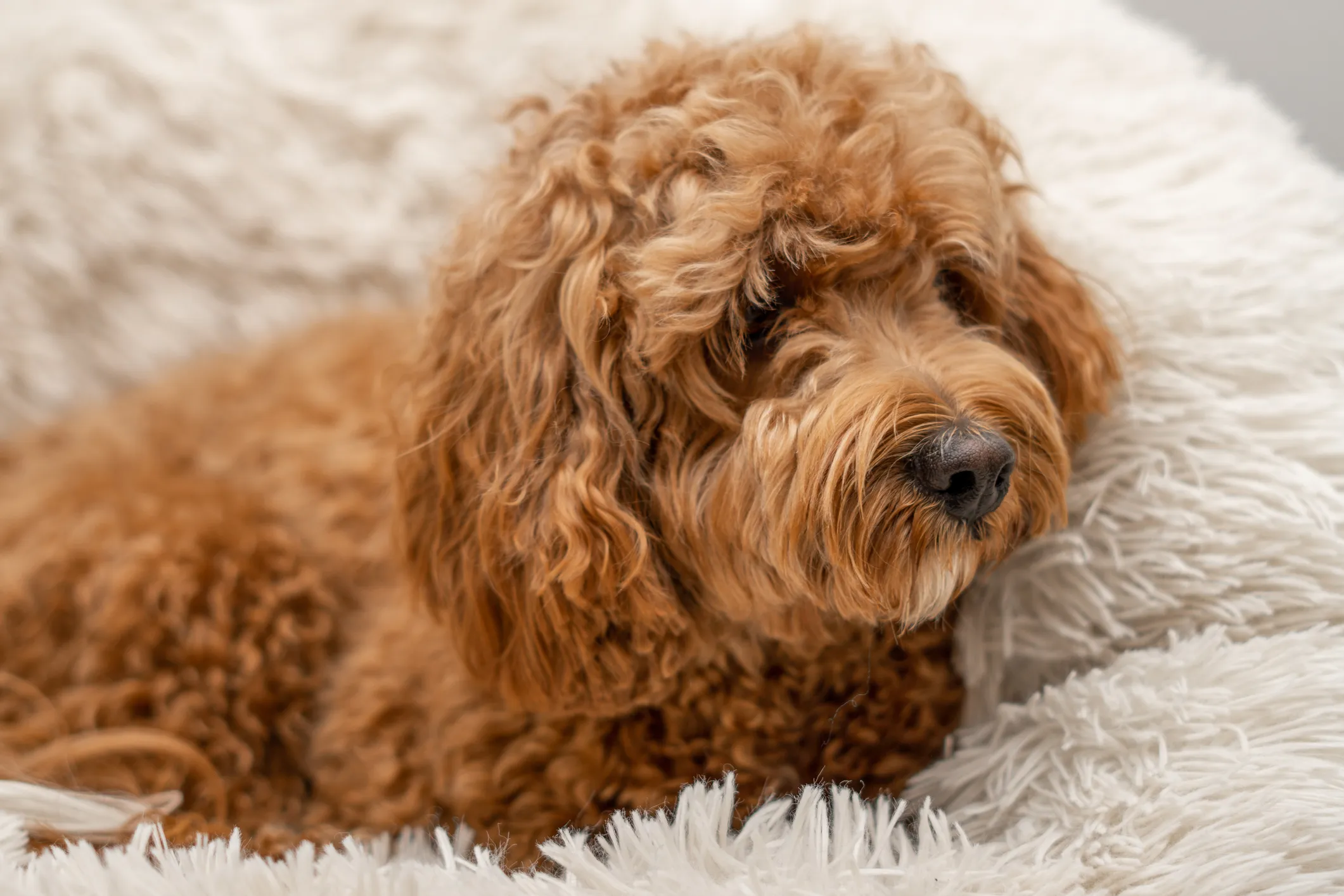 Dogtime cavapoo sale