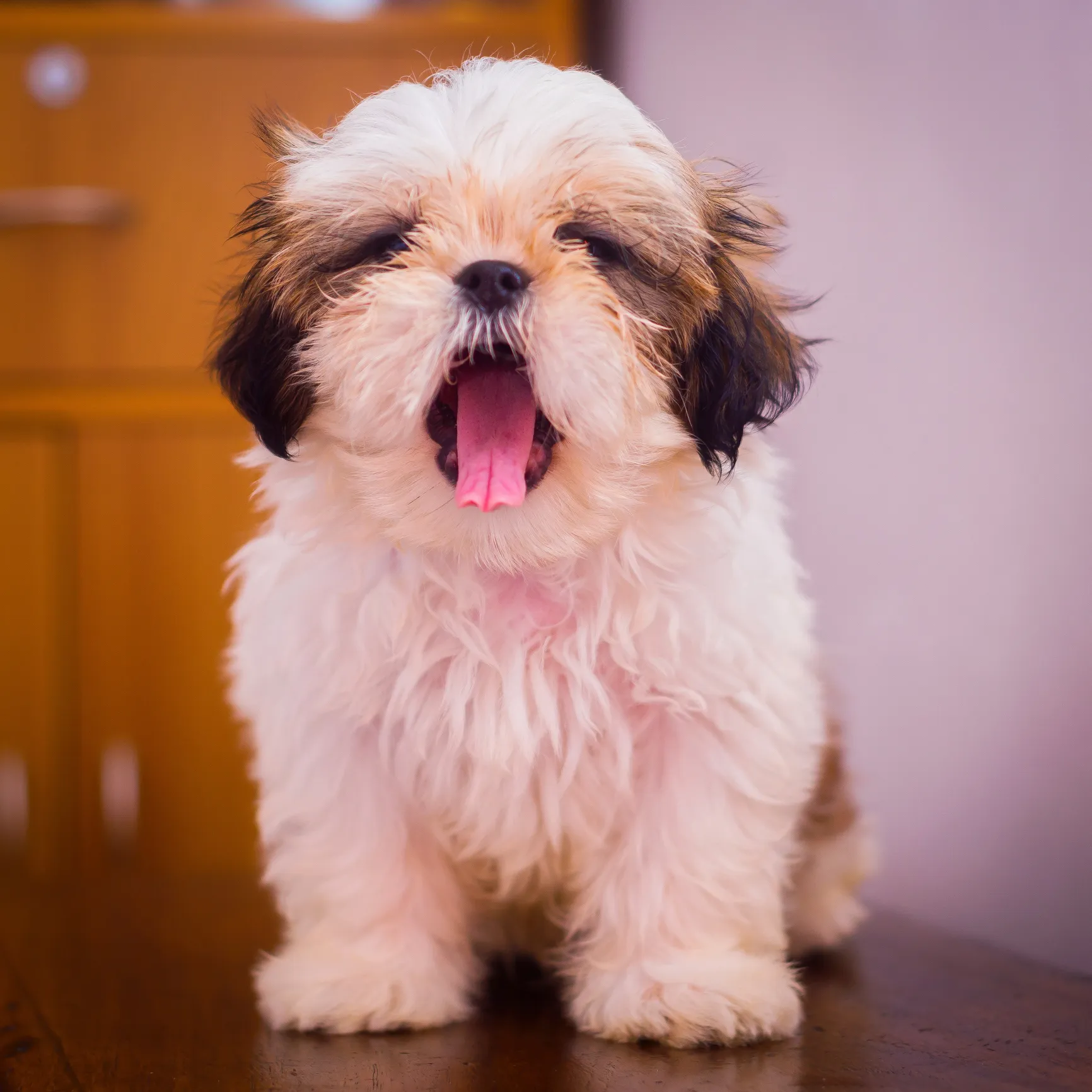 Show me pictures of shih store tzu puppies