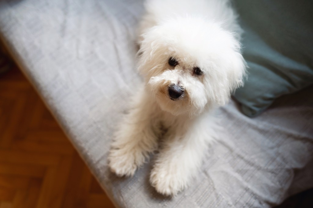 Bichon Frise dog on couch