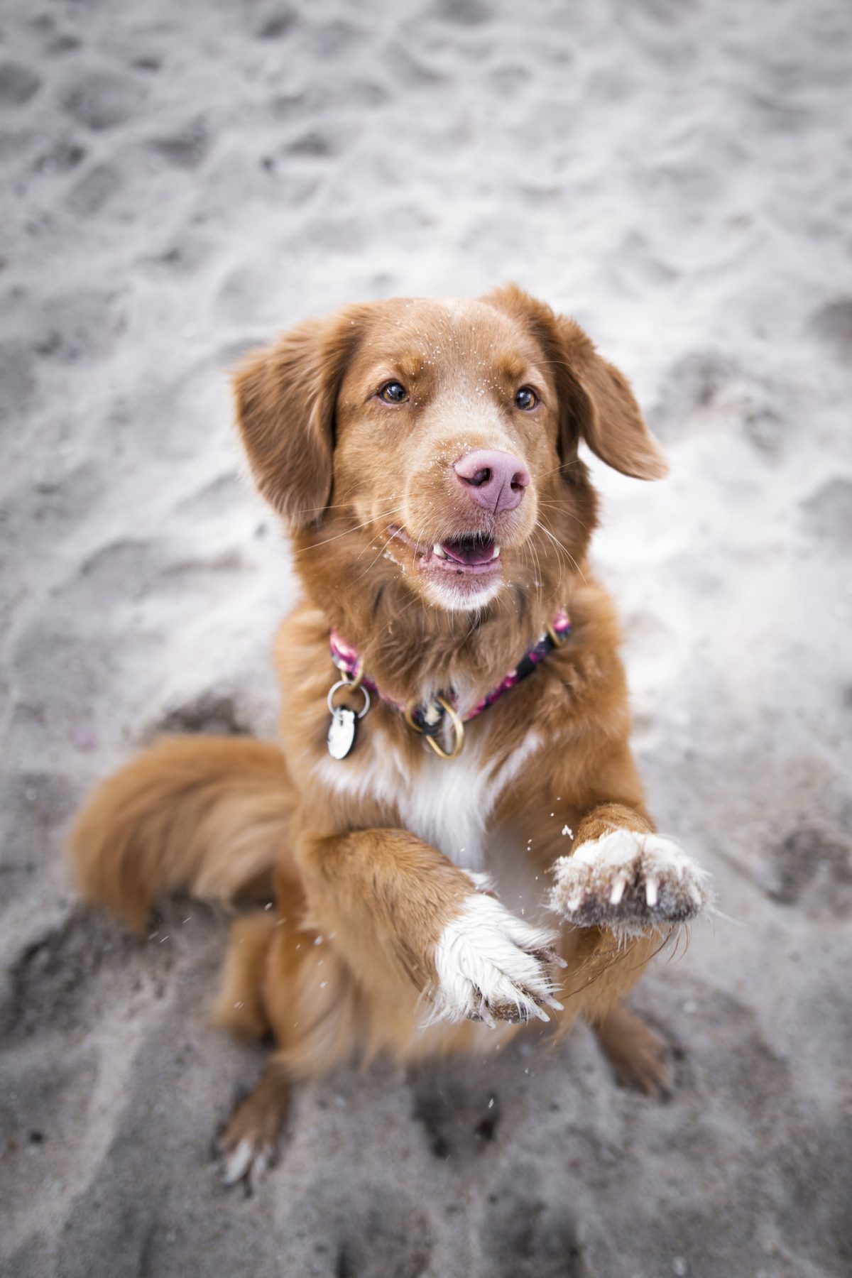 Nova scotia duck cheap tolling retriever shedding