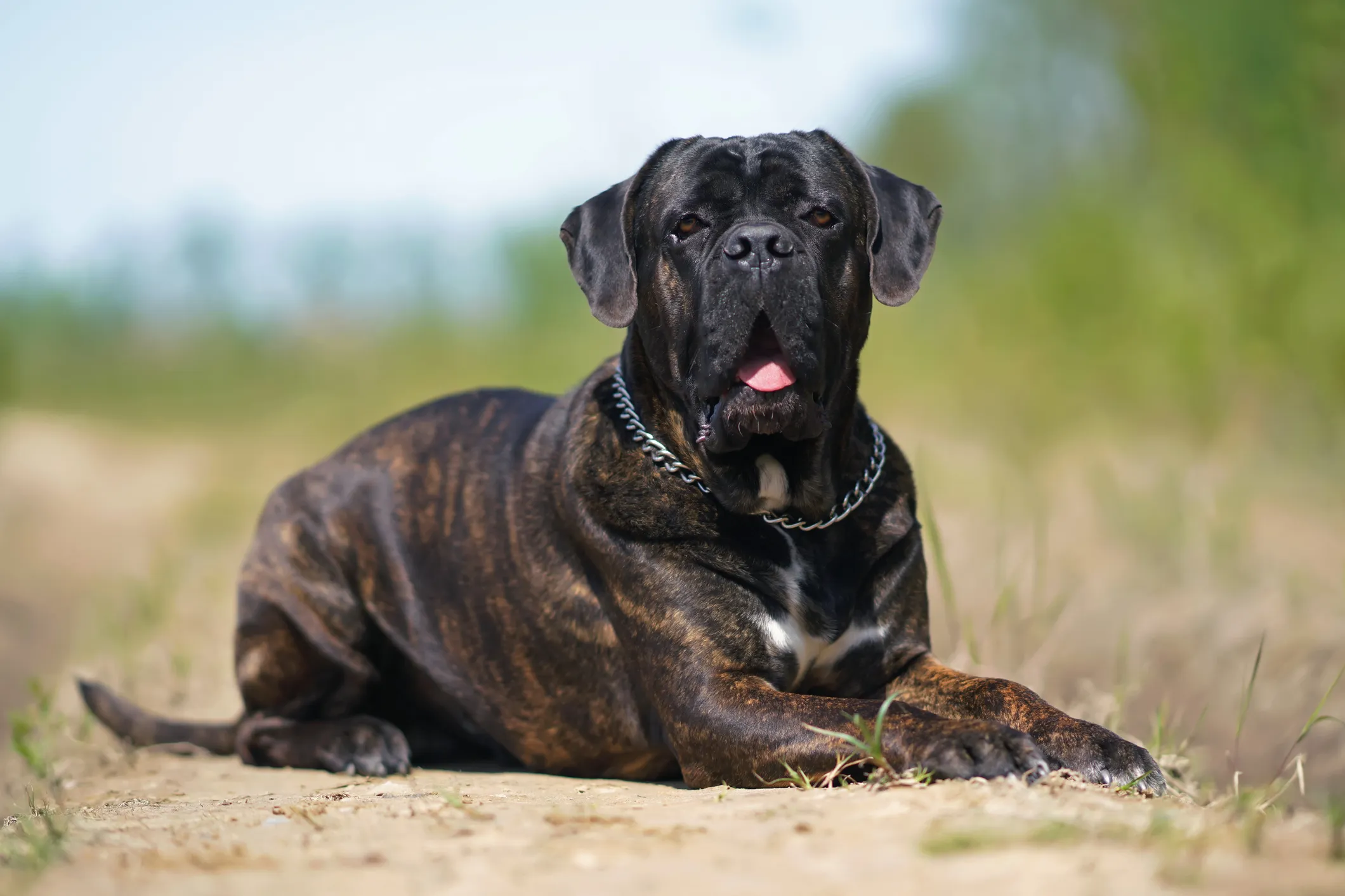 Cane corso best sale st bernard mix